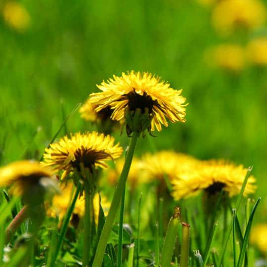 Dandelions Identification And Prevention