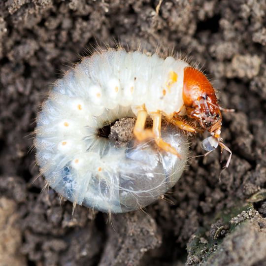 Grubs – Signs, Symptoms and Prevention