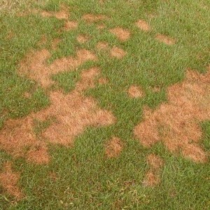 Pythium Blight – Signs, Symptoms and Prevention