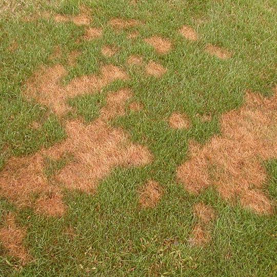 pythium lawn disease