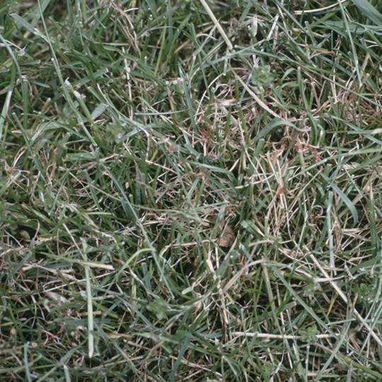 Red Thread in Your Lawn. How to Identify and Correct It.