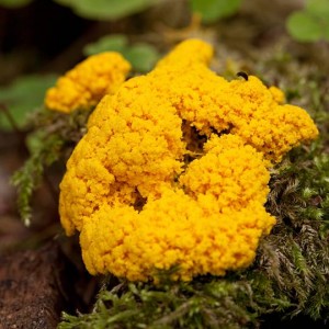 Slime Mold – Signs, Symptoms and Prevention