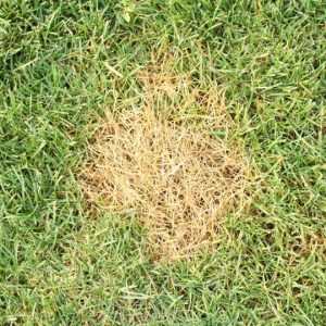 Treating Dog Urine Damage on Your Lawn