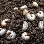 White Grub Control