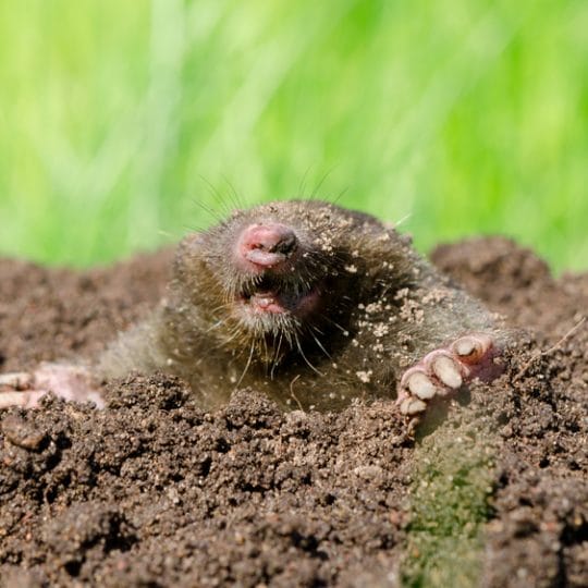 ground mole removal