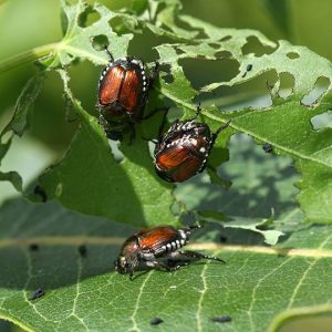 Signs of Japanese Beetles and Grubs: How to Spot an Infestation