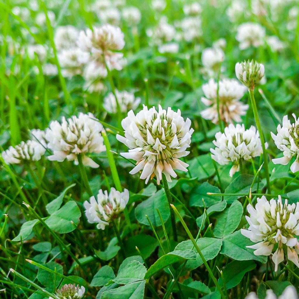 Clover In Your Lawn Is It Lucky Or Not Cardinal Lawns