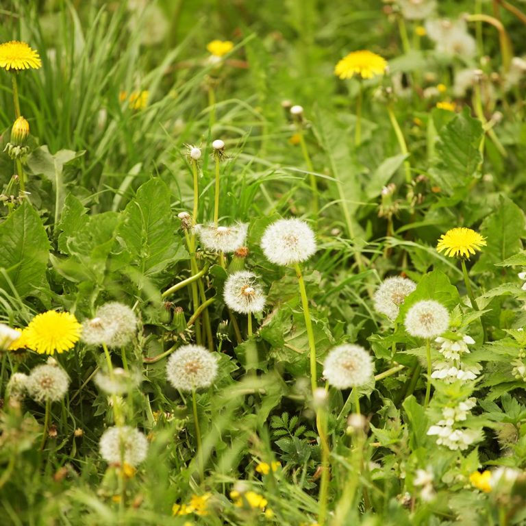 How to Control Summer Weeds | Cardinal Lawns