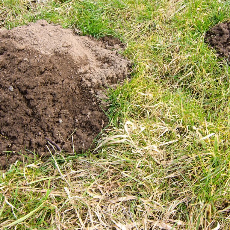 Pest Control: Protect Your Lawn from Moles | Cardinal Lawn