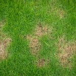 Lawn Disease: Pythium Blight | Cardinal Lawns