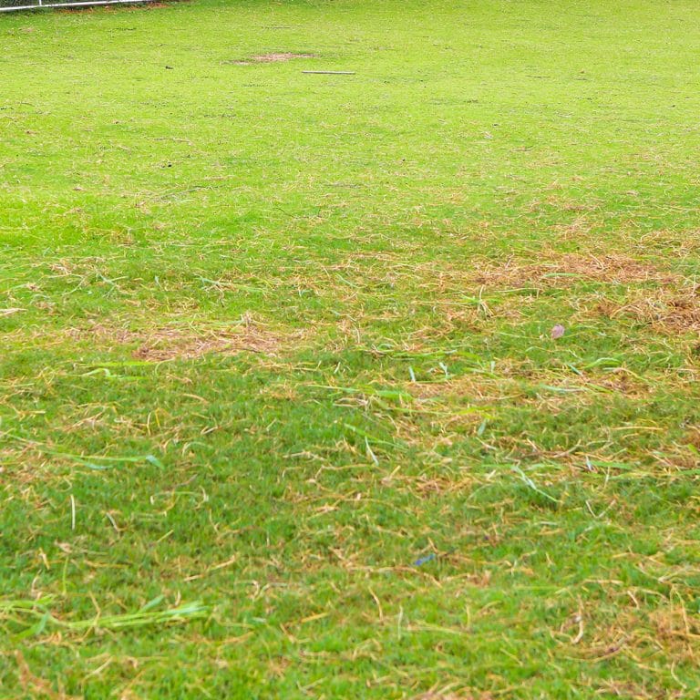 Lawn Disease: Red Thread | Cardinal Lawns