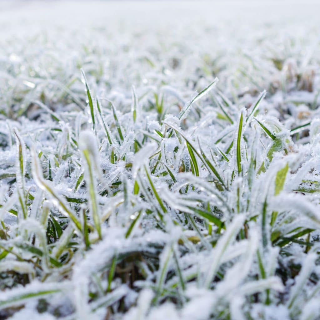 Snow Mold Control Cardinal Lawns