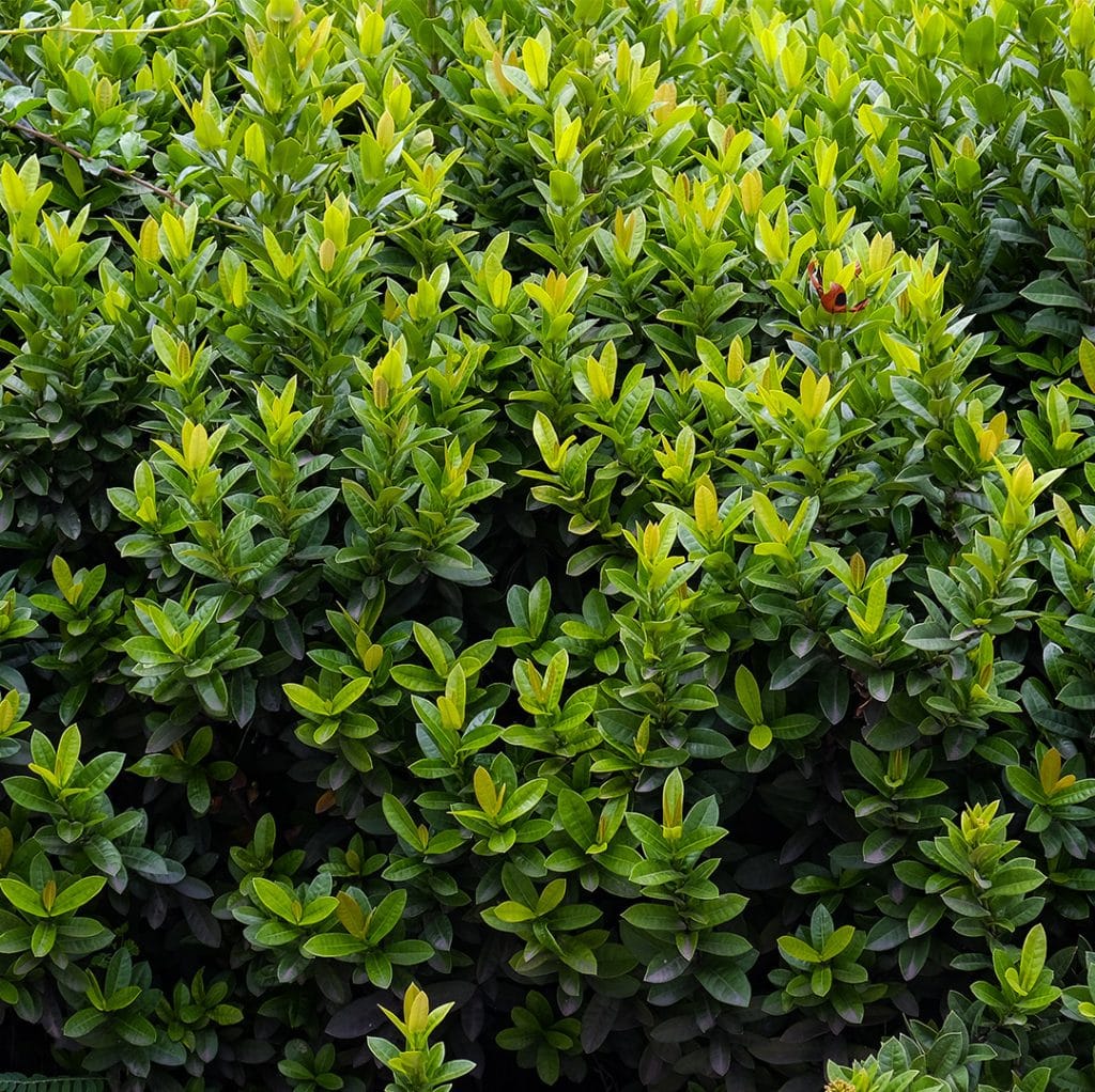 3 Things to Look for When Inspecting Shrubs | Cardinal Lawns