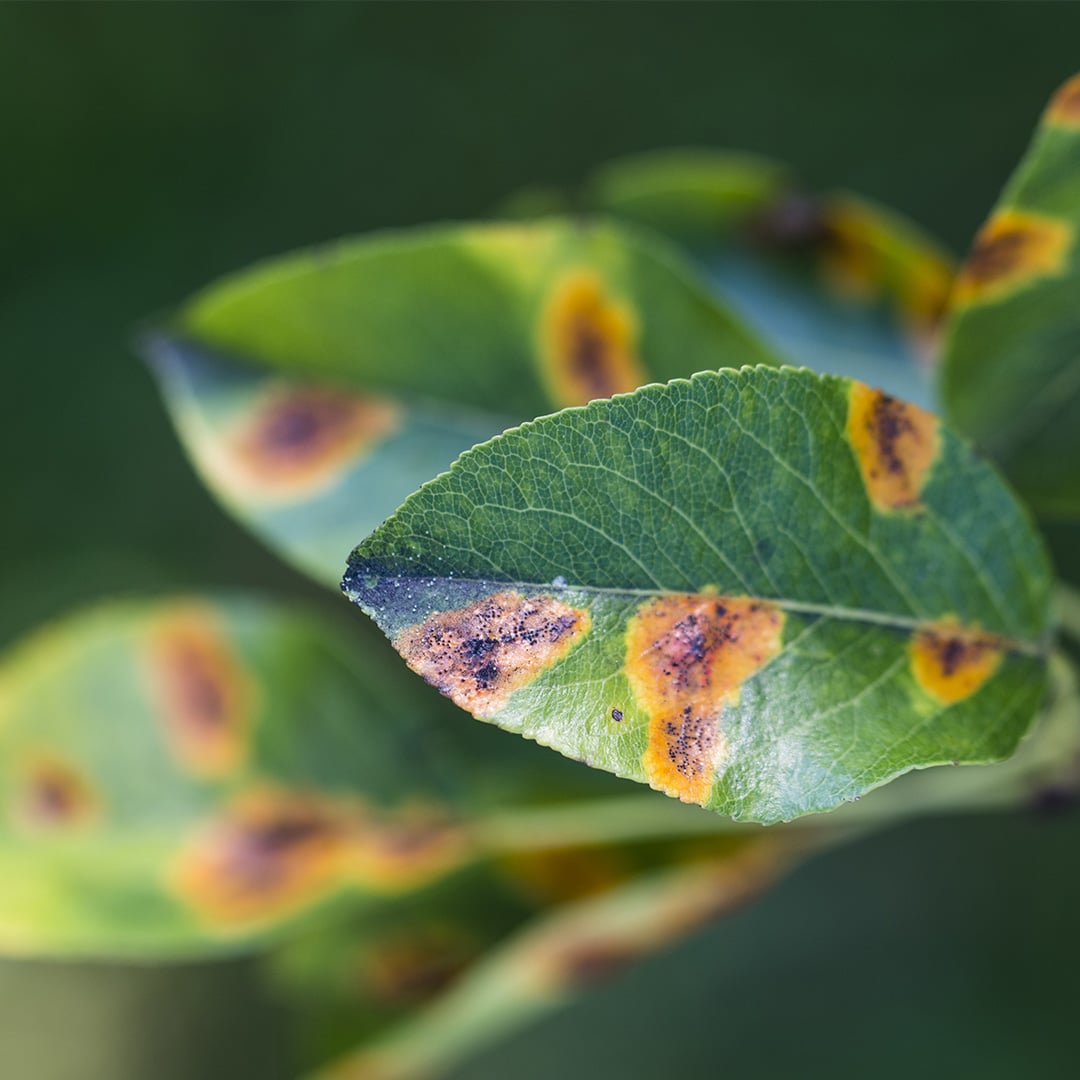 Leaf Spot Disease Cardinal Lawns