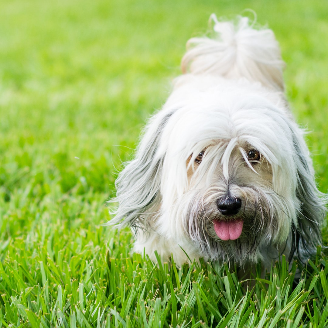 Dog urine burning outlet grass remedy