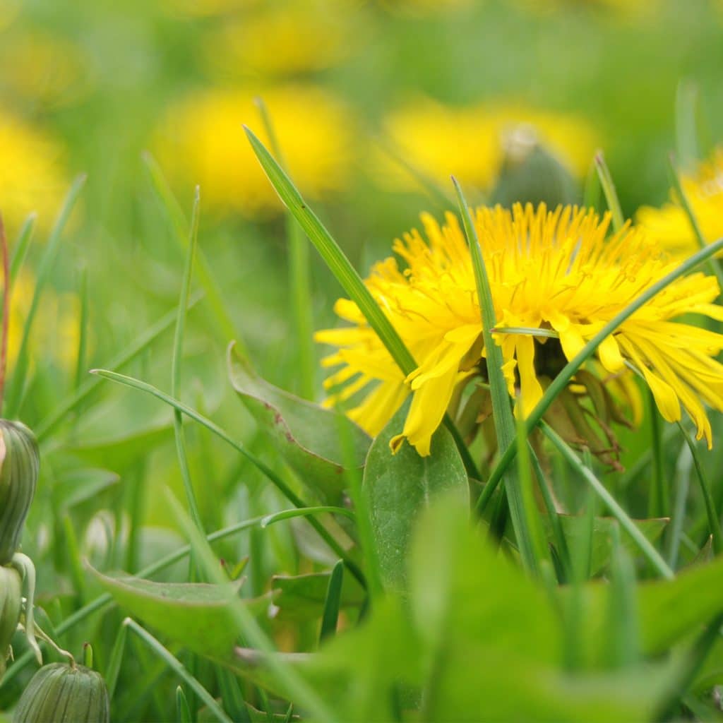 Late Summer Weed Control - Cardinal Lawns