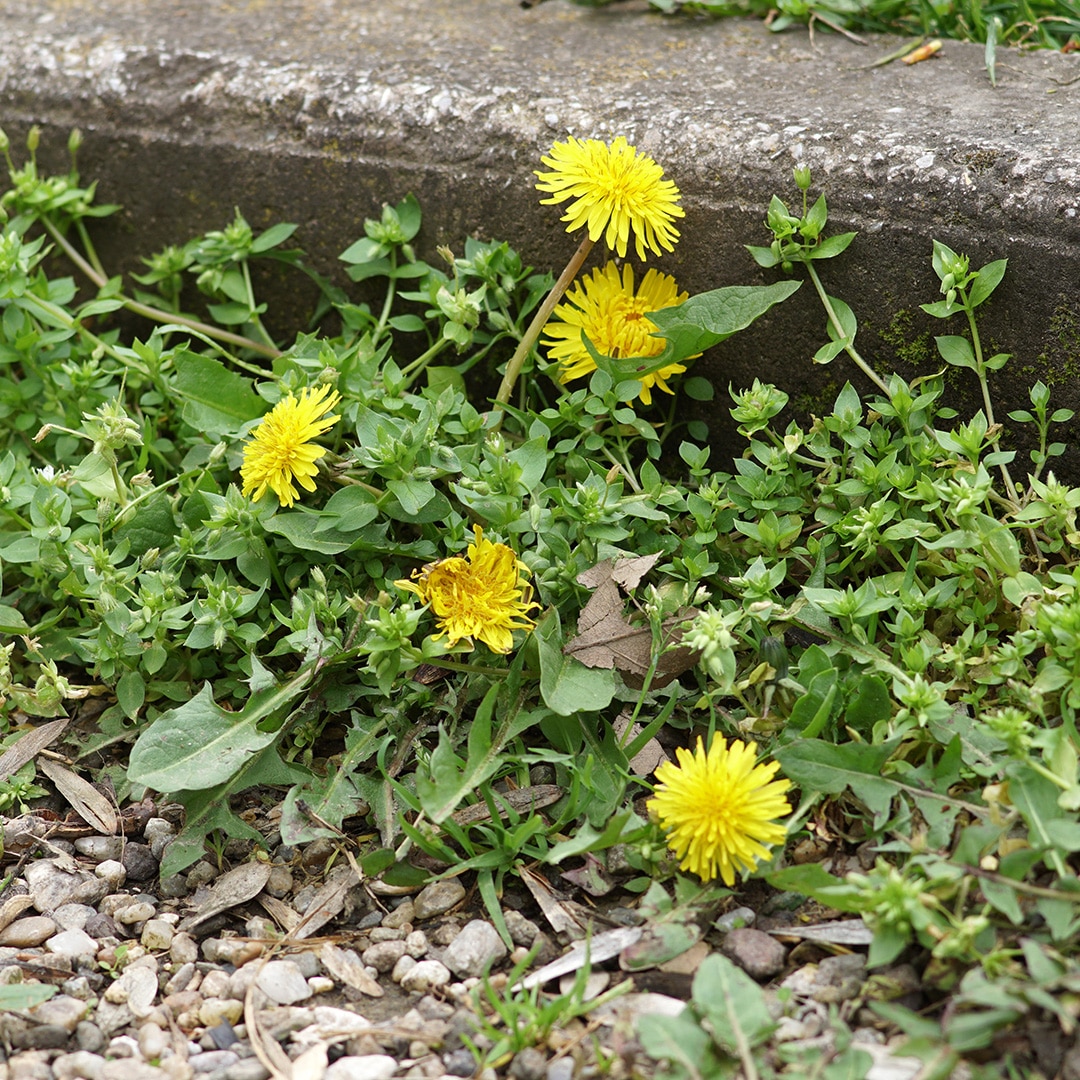 Difference Between Broadleaf And Grassy Weeds Cardinal Lawns