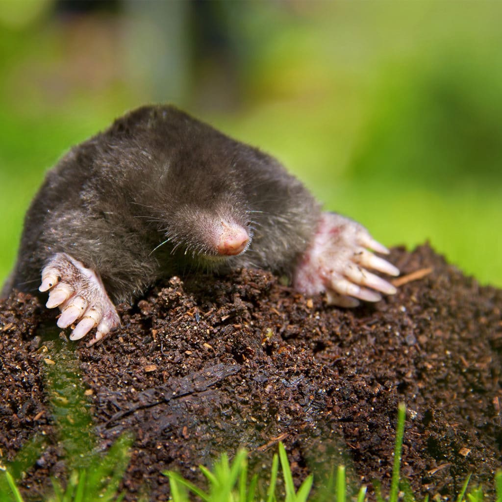 Protecting Your Lawn from Moles - Cardinal Lawns