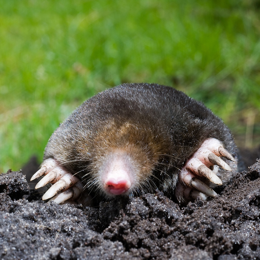 How to get rid of Moles