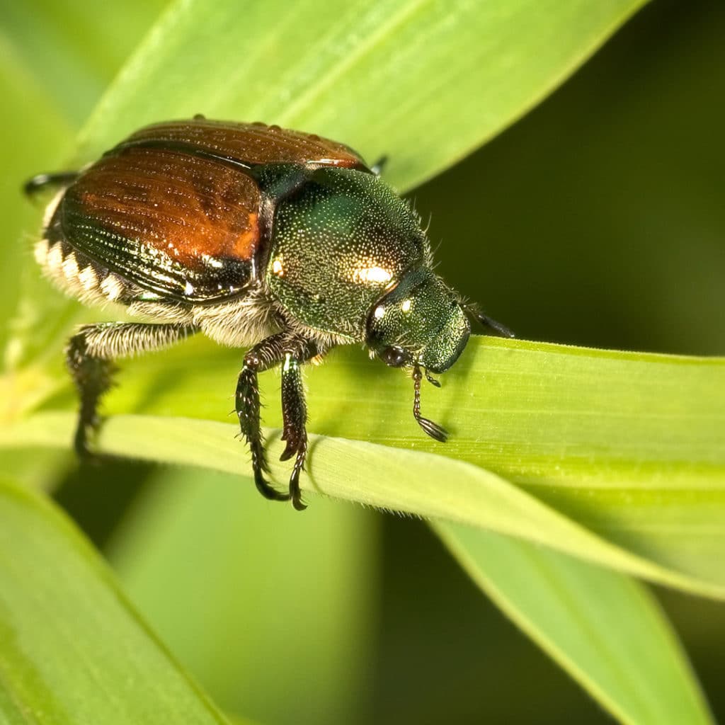 telltale-signs-of-japanese-beetles-cardinal-lawns