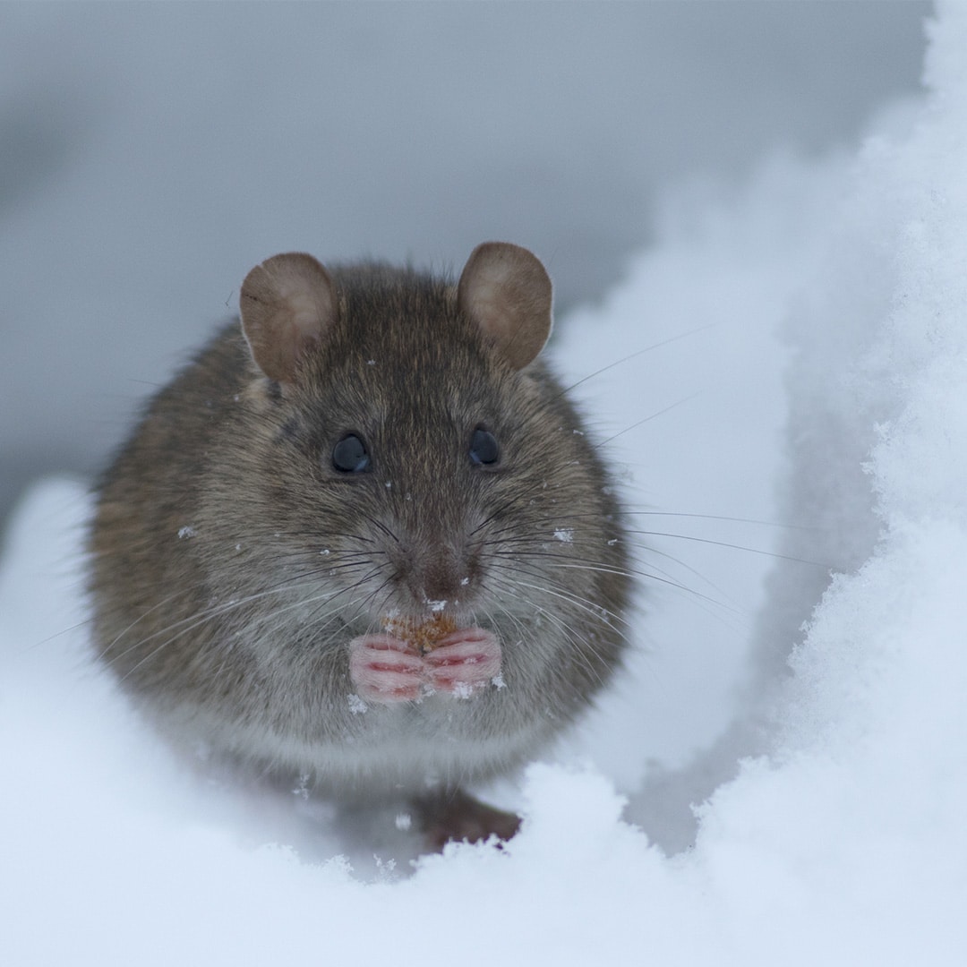 Winter Pest Control Tips - Cardinal Lawns