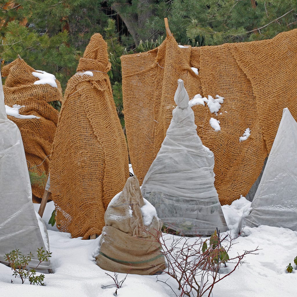 Protecting Trees And Shrubs In Winter - Cardinal Lawns