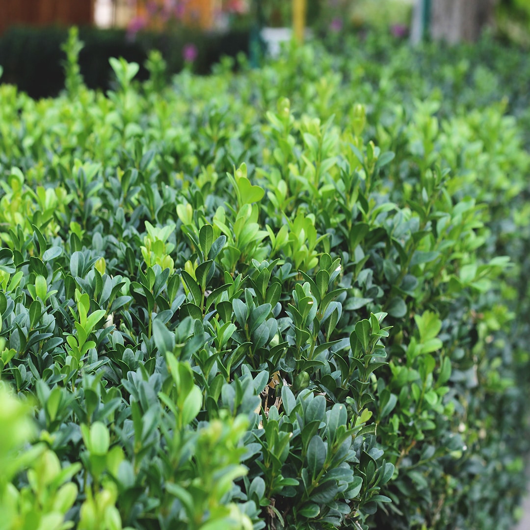 Inspecting Shrubs for Problems - Cardinal Lawns