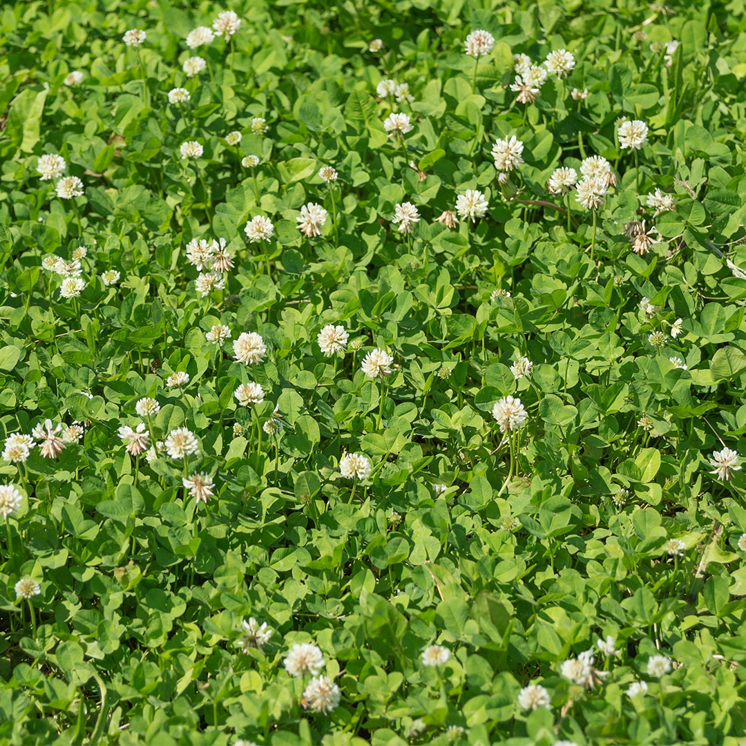 benefits-of-clover-in-your-lawn-cardinal-lawns