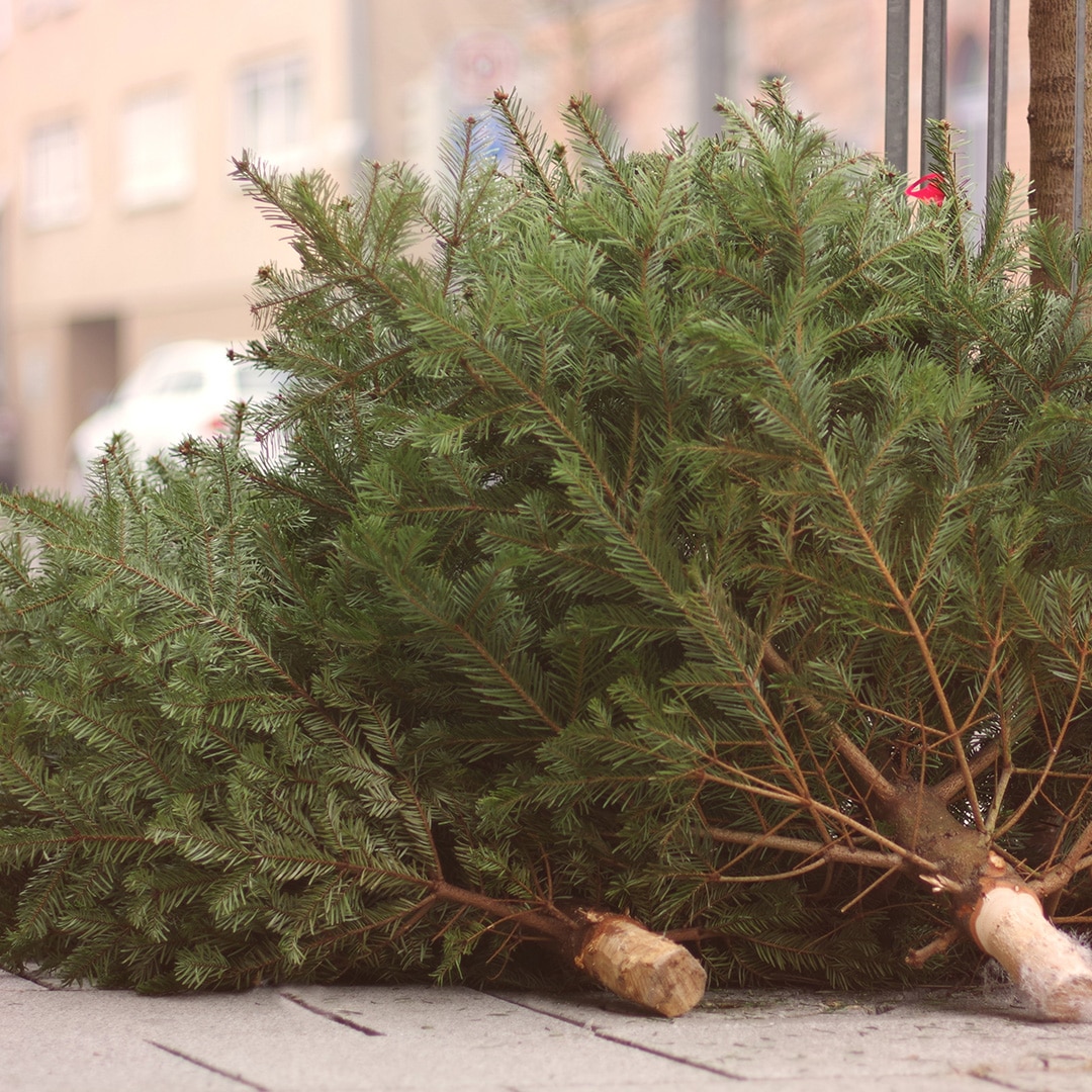 Christmas Tree Removal Cardinal Lawns