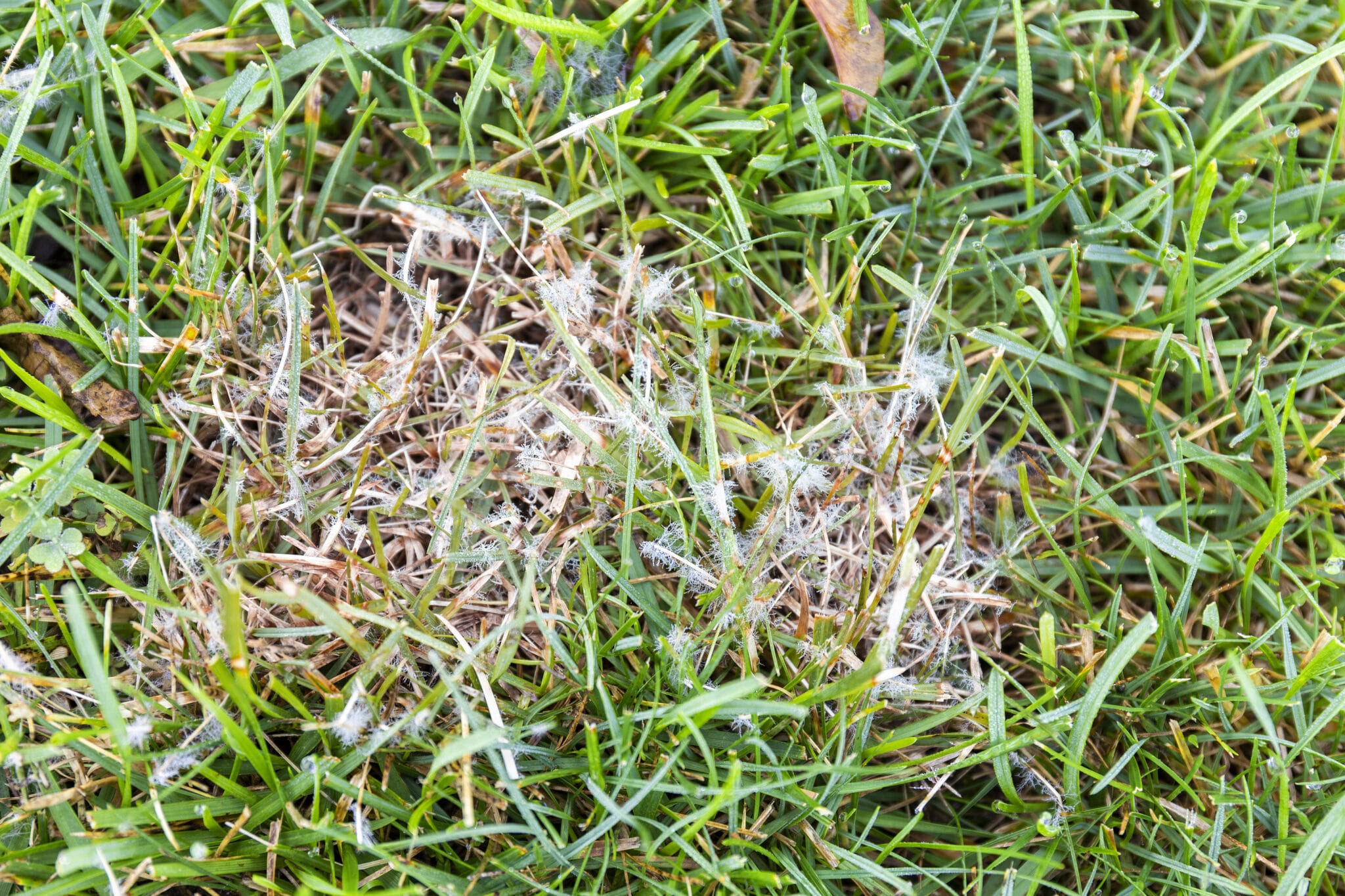 How to Beat Lawn Disease & Revive Your Lawn - Tomlinson Bomberger