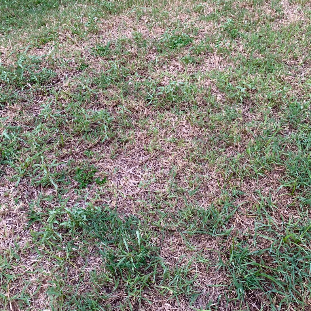 Winter Lawn Diseases - Cardinal Lawns