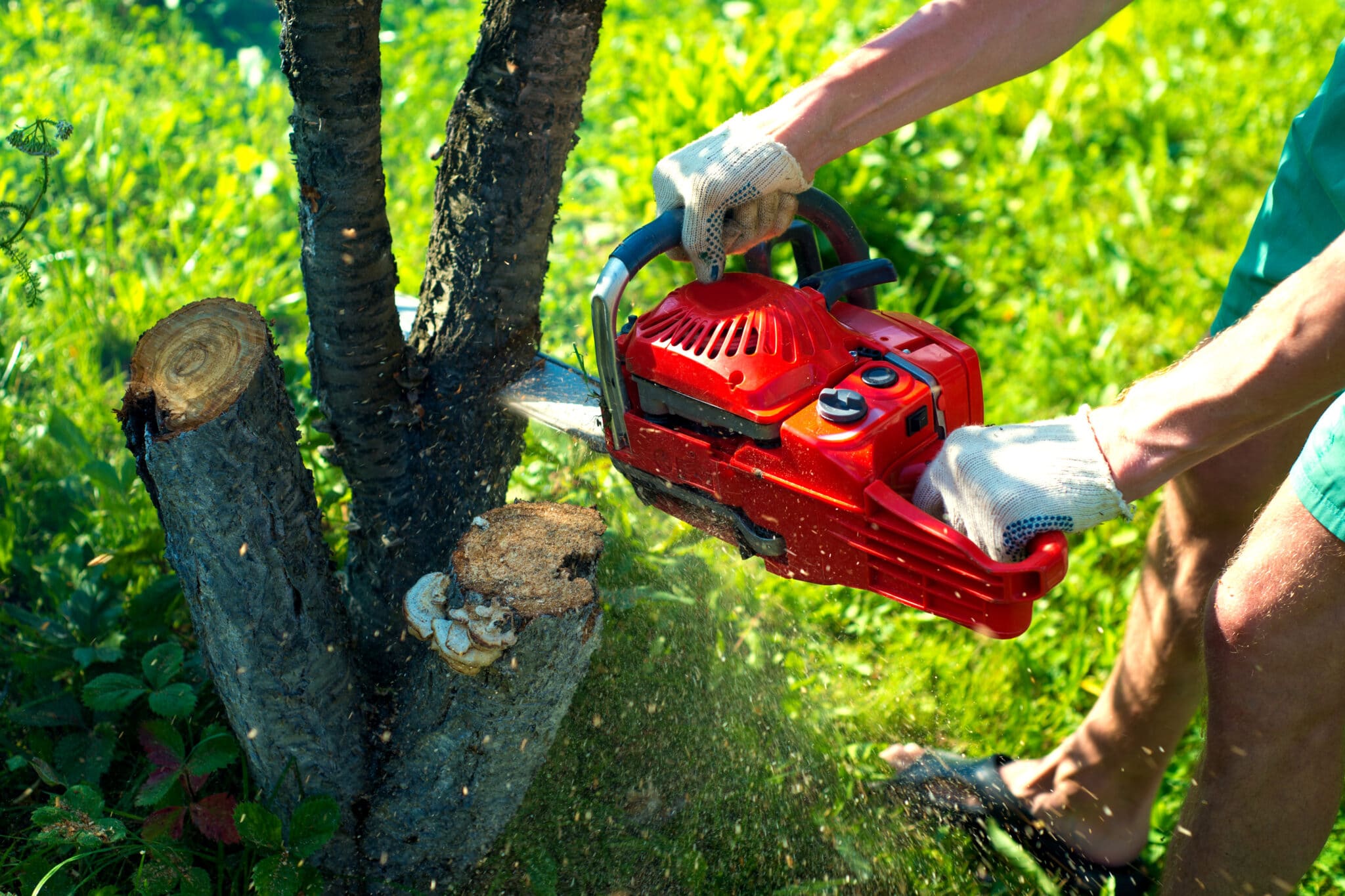 Tree Removal Process Cardinal Lawns