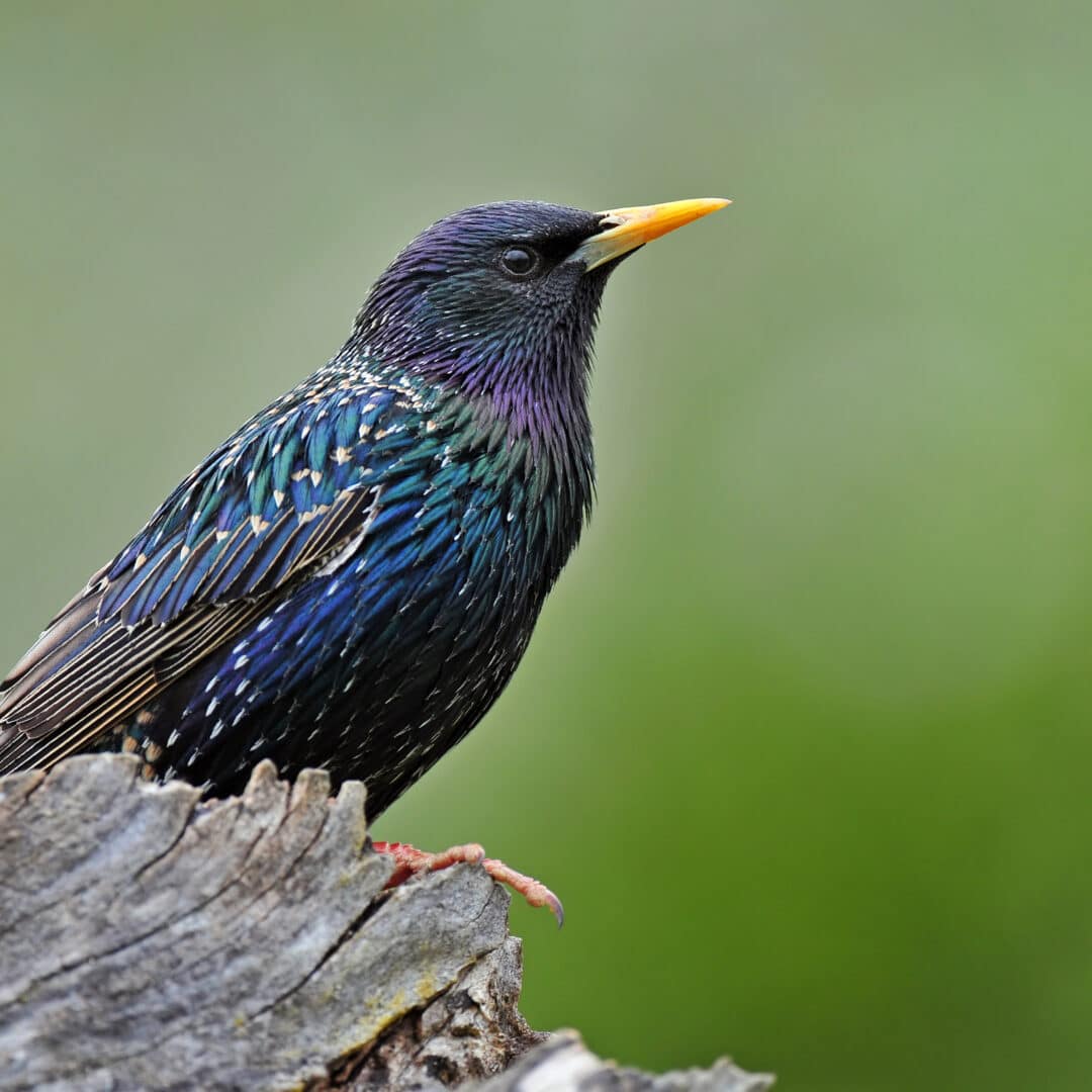 Deter Starlings - Cardinal Lawns