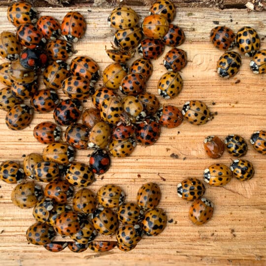 https://www.cardinallawns.com/wp-content/uploads/2023/10/ladybird-asian-ladybug-asian-invasion-nasty-insect-stockpack-adobe-stock-540x540.jpg