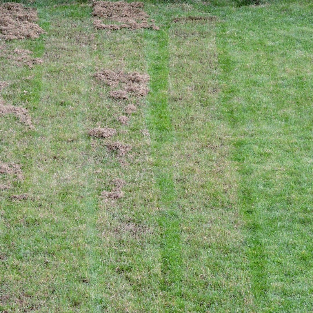 Dethatching Your Lawn - Cardinal Lawns