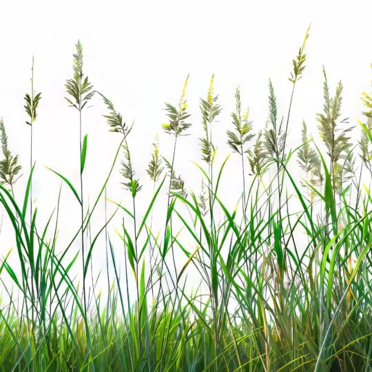 Grassy Weed Control Options