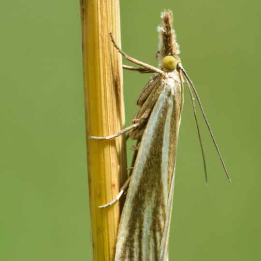 Signs of Sod Webworms