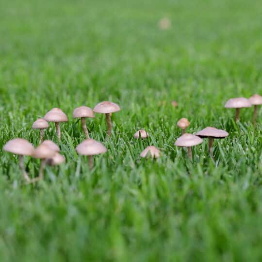 Lawn Mushrooms