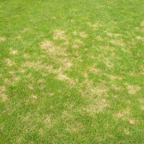 Dollar Spot