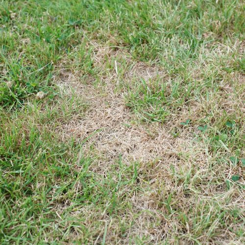 8 Reasons for Grassy Brown Patches in Your Lawn