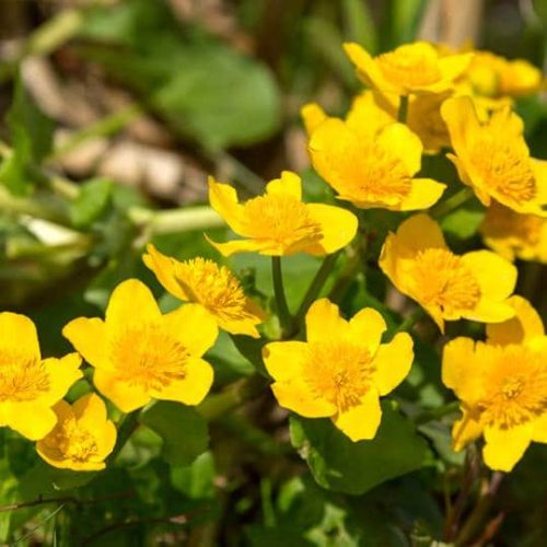 Marsh Marigold