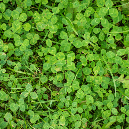 clover ground cover