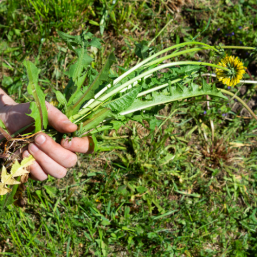 hand pulling lawn weeds, how to stop weeds