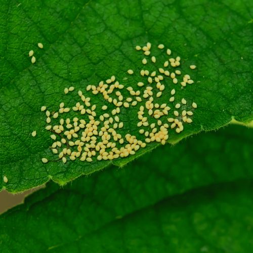insect eggs on plant leaf