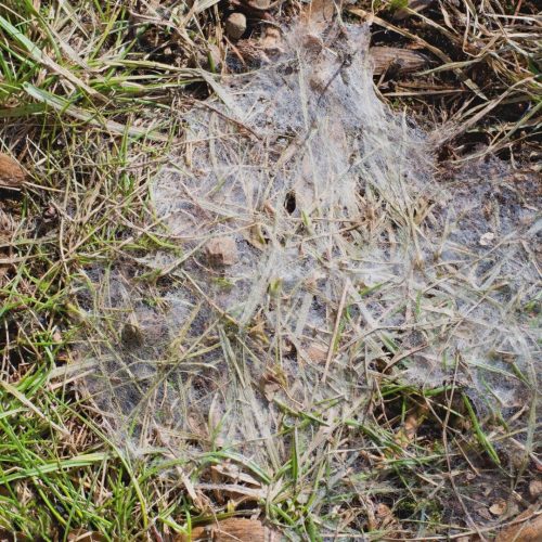 snow mold
