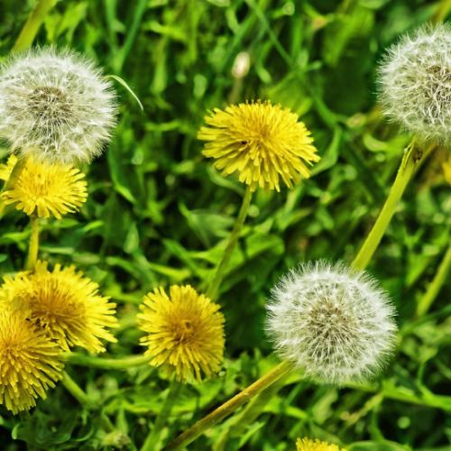 dandelion weeds