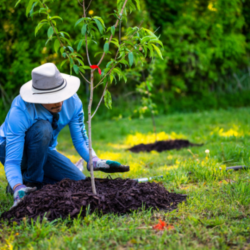 tree planting, plant a new tree